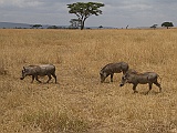 Warthogs, Serengeti